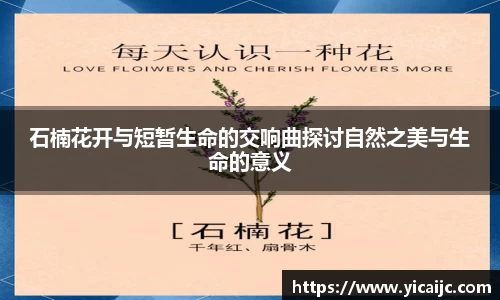 石楠花开与短暂生命的交响曲探讨自然之美与生命的意义